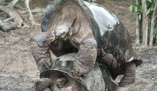 原创全球最大龟类即将灭绝,学者带了只乌龟上岛,几年后奇迹发生了!