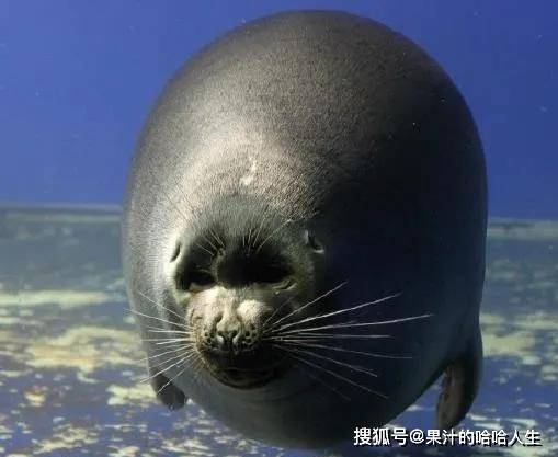 原创水族馆一小海豹成为网红因其脸部酷似大叔脸至于原因还需研究