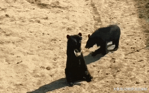 原创黑熊最强表情包黑熊向游客招手示意忍不住笑出声