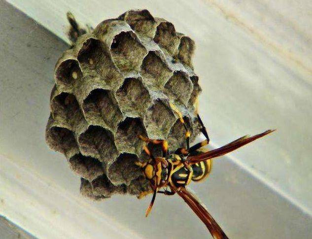 原创马蜂为什么要把蜂卵"吊"在巢房中,而不是"装"在巢房中?