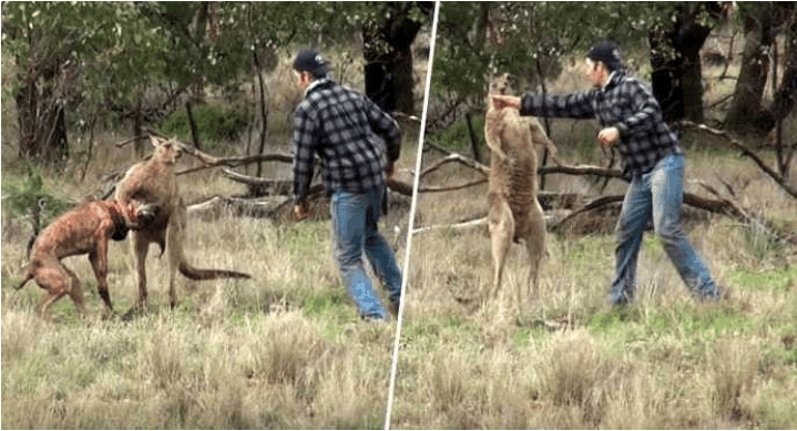 狗狗被袋鼠锁喉挟持 主人为救狗狗和袋鼠单挑