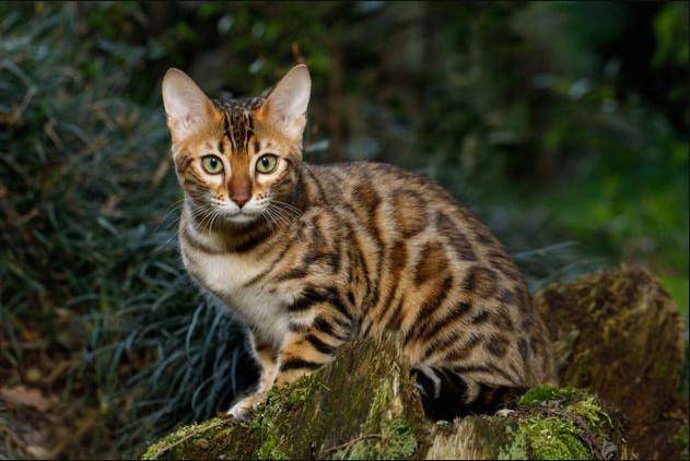 类似于萨凡纳的猫品种是阿什拉猫