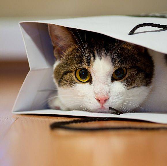 猫咪喜欢"躲猫猫"的背后,到底在想些什么?