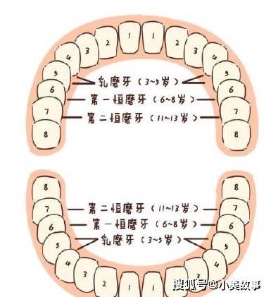 11~13岁-第二恒磨牙?6~8岁-第一恒磨牙?