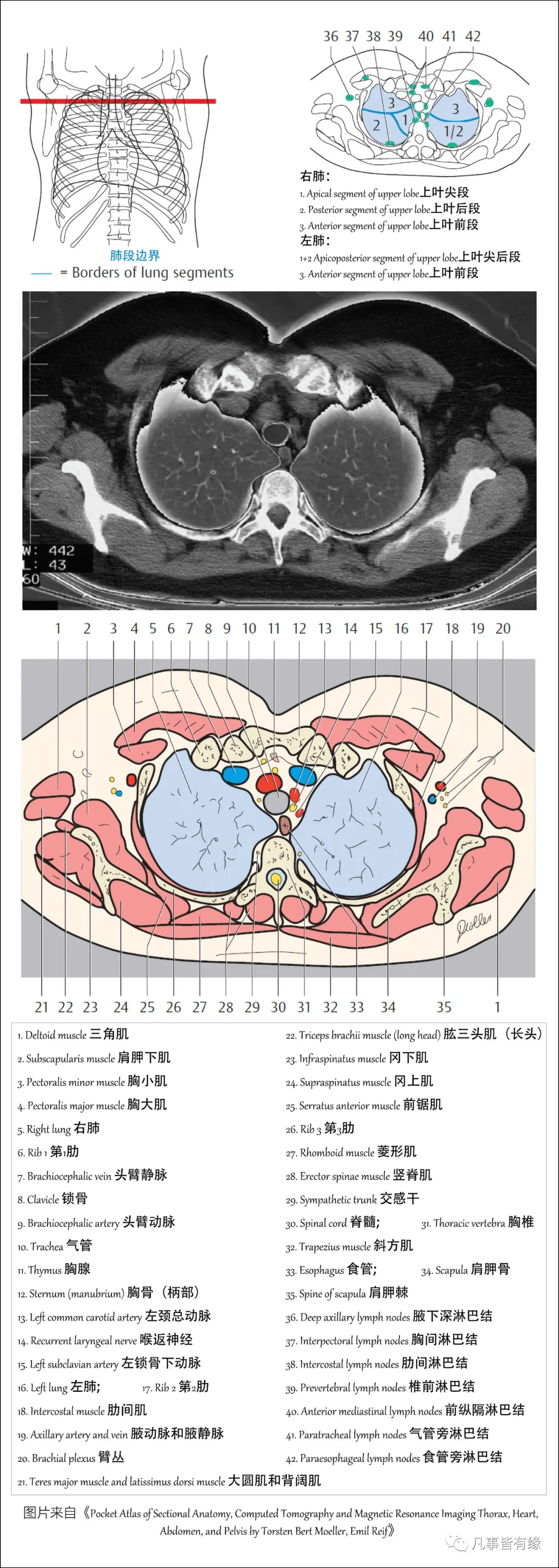 (二)胸部mri矢状位断层解剖:(三)胸部mri冠状位断层解剖:参考资料