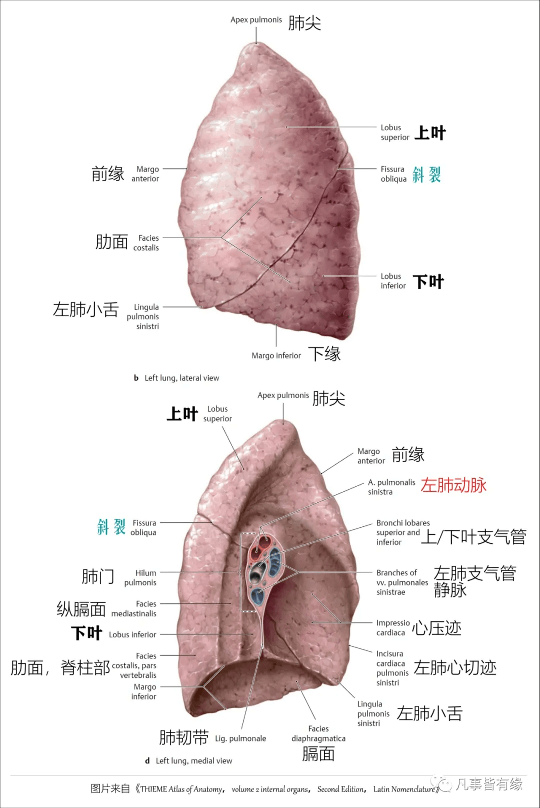 好漂亮的肺部解剖