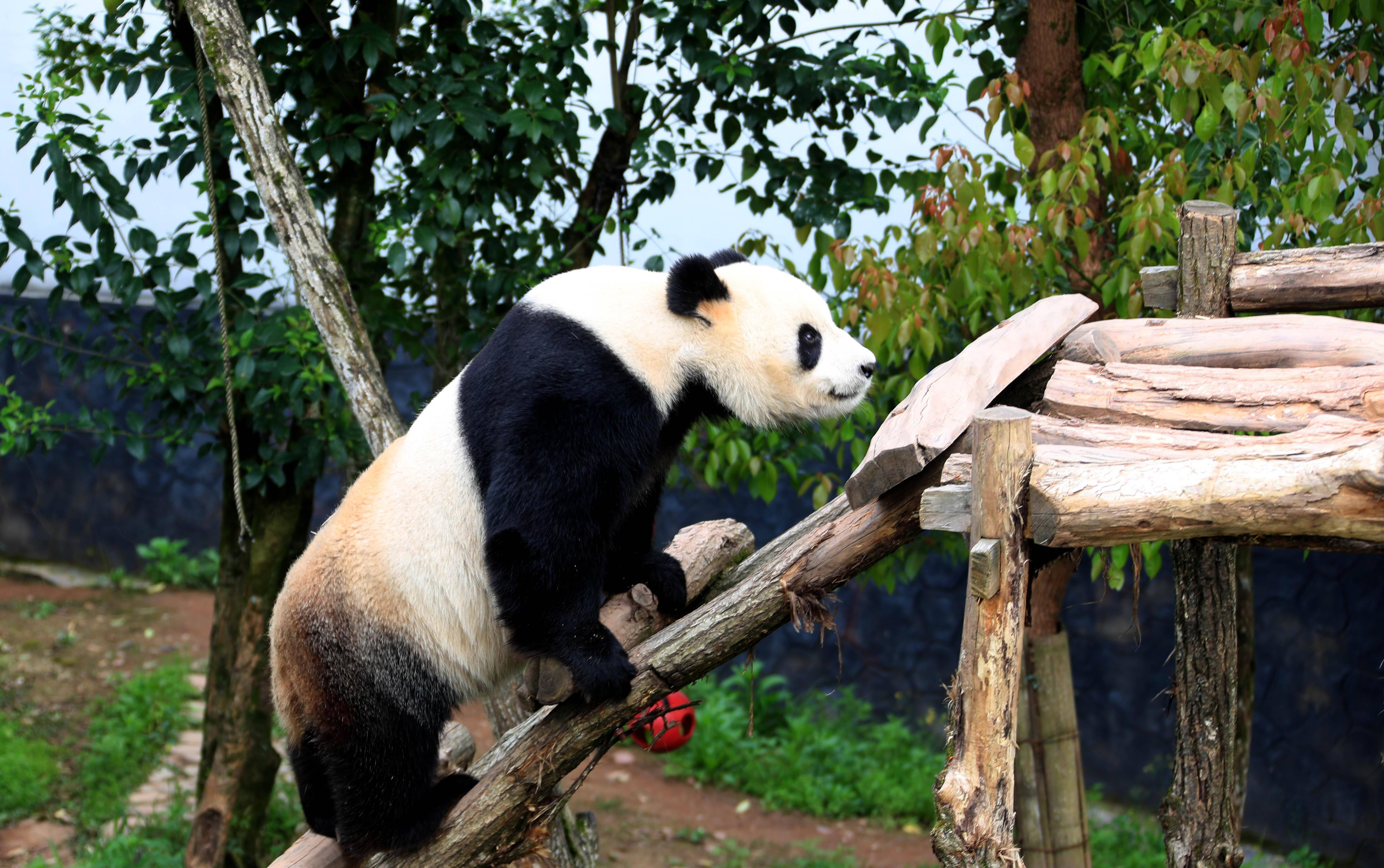 4月14日,在休宁大熊猫生态乐园里,一只大熊猫在阳光下休闲玩耍.