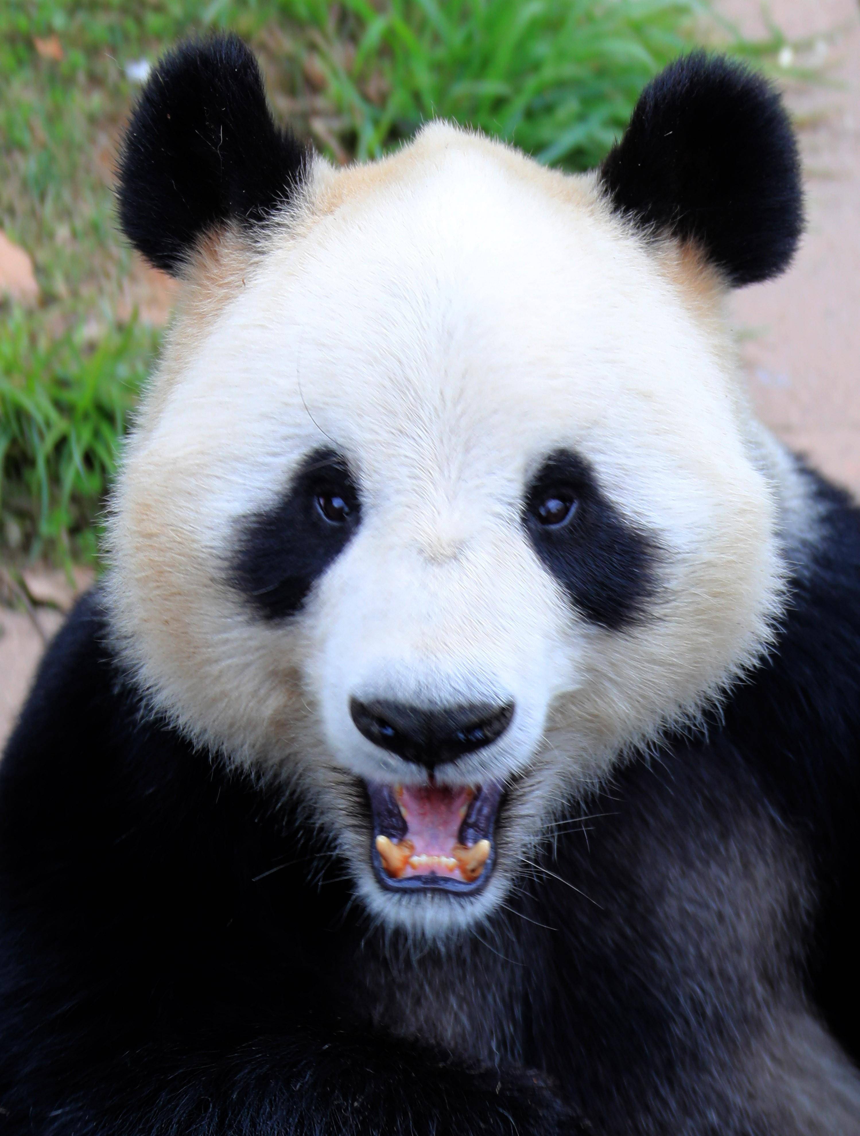 4月14日,在休宁大熊猫生态乐园里,一只大熊猫在阳光下休闲玩耍.