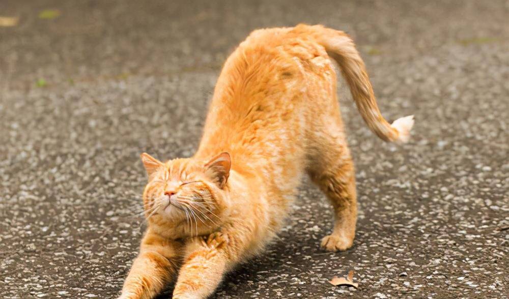 猫咪"伸懒腰"的8个含义,全知道的,说明你很懂它