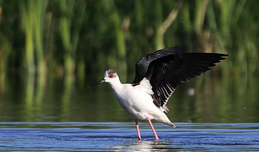 原创体态修长的黑白色水鸟