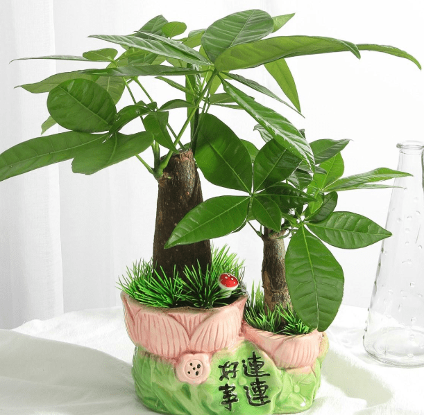 哪一种植物镇宅又旺财?这4种居家植物有钱人都养了,你还在等什么?