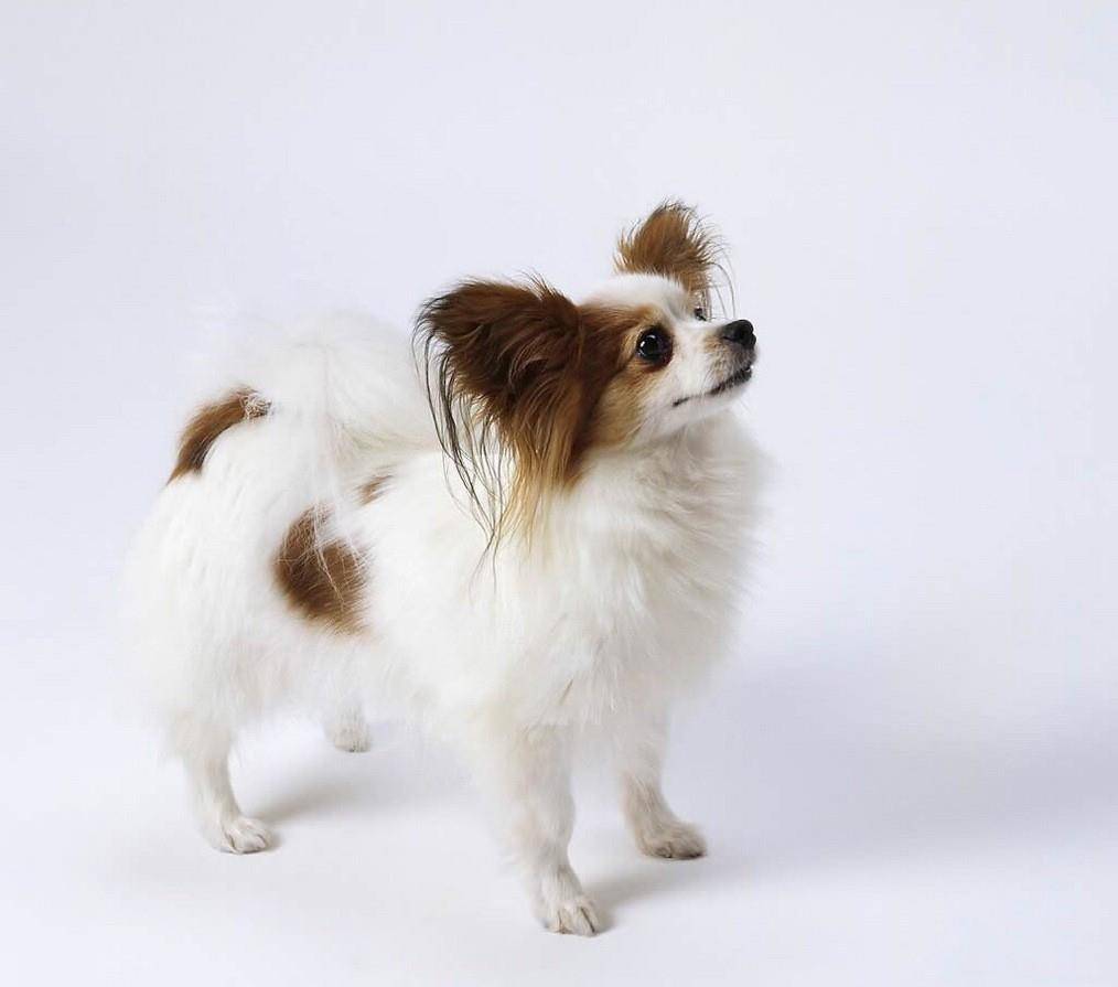 适合家庭喂养的小型犬_德国