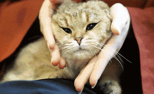 原创科学撸猫教你如何讨好四脚兽