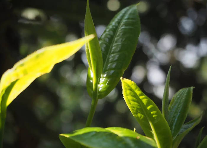 大叶种是适制云南普洱茶的最佳原料吗?