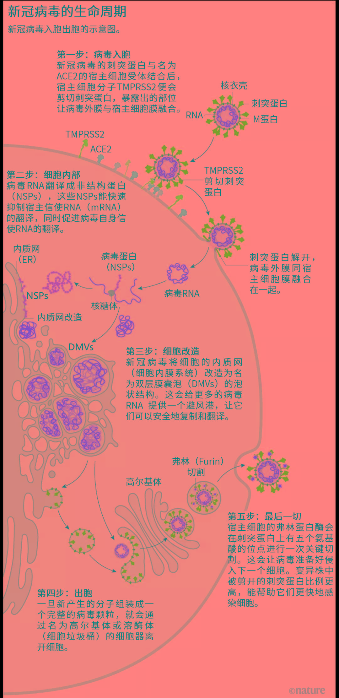 新冠病毒如何感染细胞delta为何这么毒