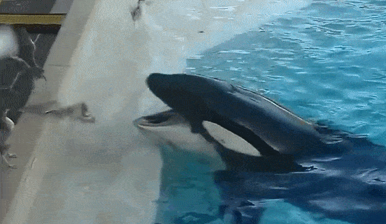 real潜新科普| 海洋中最欠揍的座头鲸,虎鲸:做个人吧