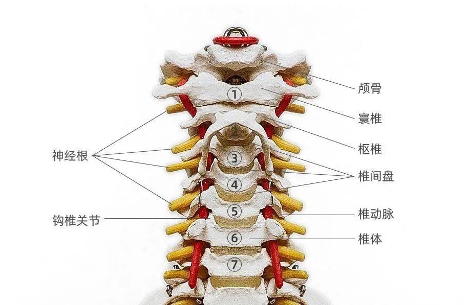 一,颈椎小关节紊乱脊椎小关节紊乱的种类活动受限:被迫保持固定体位
