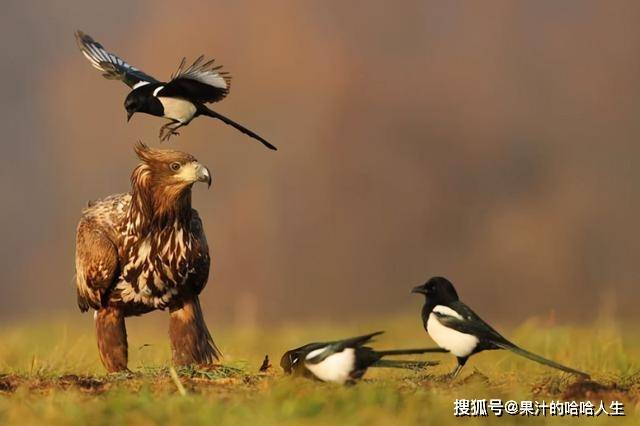 鸟界流氓喜鹊:敢在猛禽口中夺食,为何连老鹰都不敢招惹它?