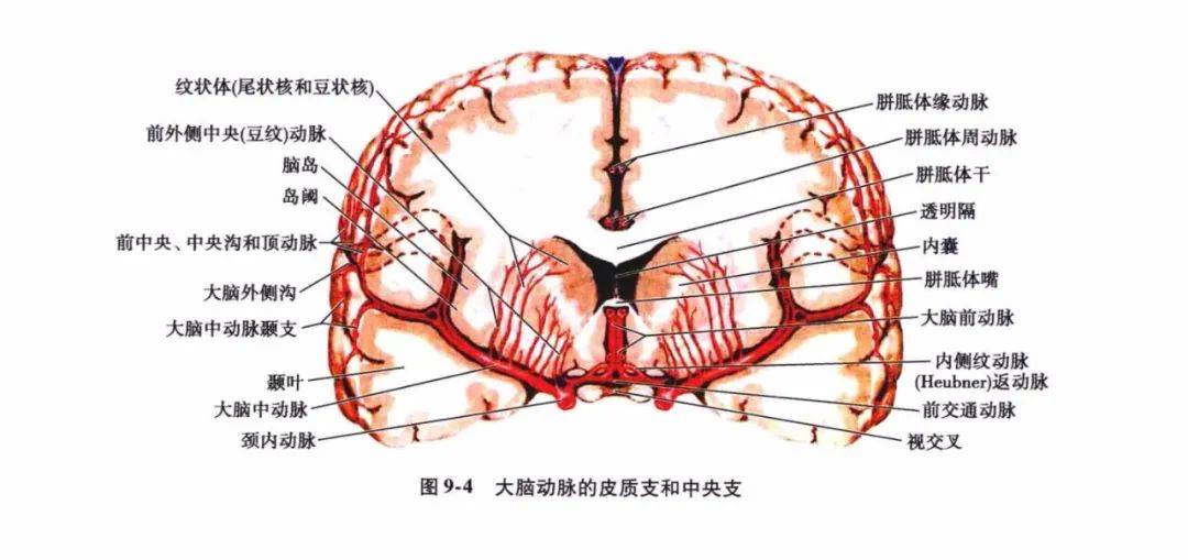 颈内动脉和椎-基底动脉于脑底部借基底动脉环互相连接,并由此发出分支