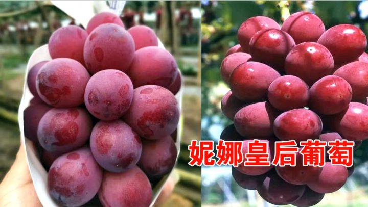 秋天清脆葡萄苗_秋天清脆葡萄苗品种解读