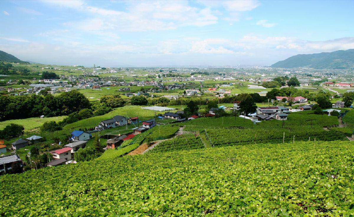 「学习」日本的极致农业近乎"变态"