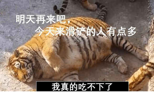 然而实际上,如果你想要使用滑铲来对抗老虎,那无异于是送死.