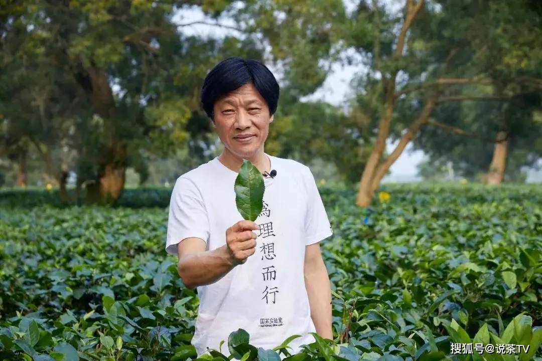 国茶实验室&说茶传媒,用数据破译中国茶密码!_罗军