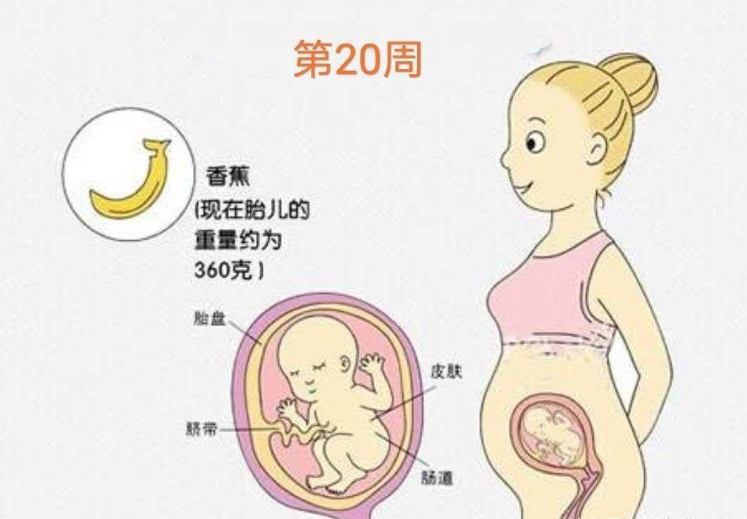 怀孕5个月的胎儿会是什么样子呢怀孕5个月孕妈妈肚子有多大