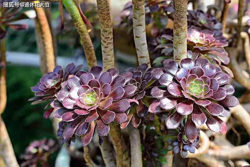 黑法师是景天科莲花掌属多肉植物(草本植物),为莲花掌的栽培品种,花语