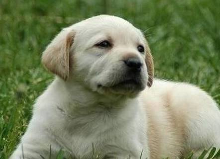 原创世界上最可爱的狗狗排行榜,第一名居然是它,网友:这没想到!