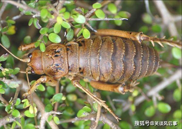 神秘古老的巨型昆虫,比麻雀还要重,老鼠见到它也要绕道