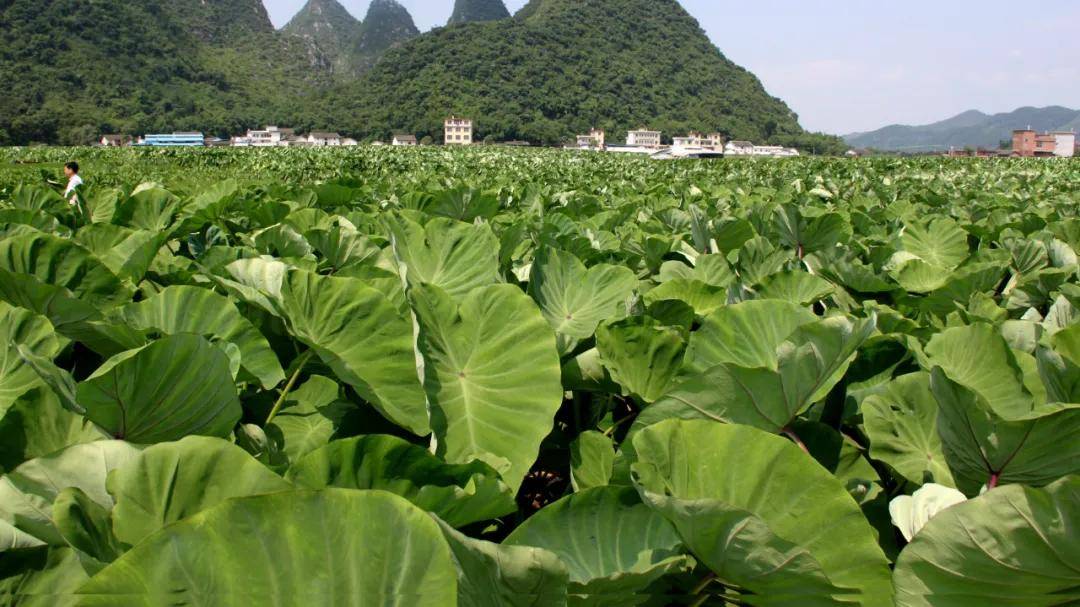 乾隆吃过也忘不了的荔浦芋