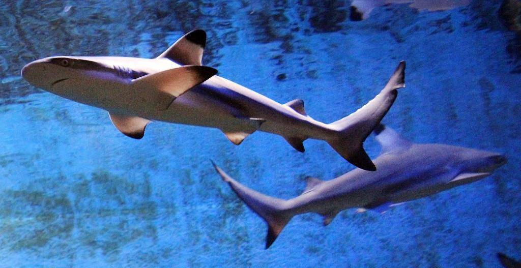 原创"独居"10年,意大利水族馆内雌鲨产子,科学家:无雄鲨dna