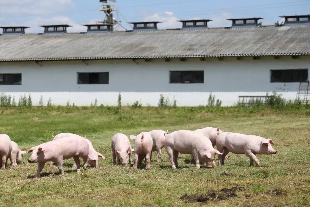 向生猪产业下游链进军!牧原募资近百亿再扩产,新增生猪产能667万头
