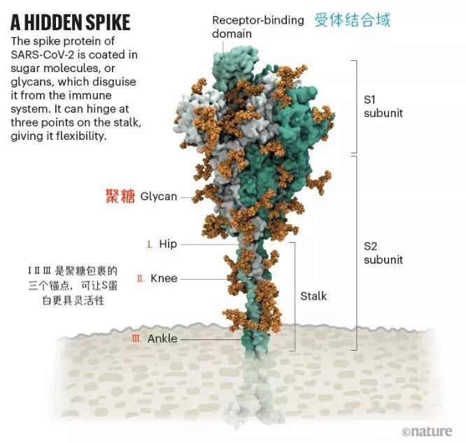 这个改变会导致与人体细胞结合的能力减弱,因此它们没有像alpha那样