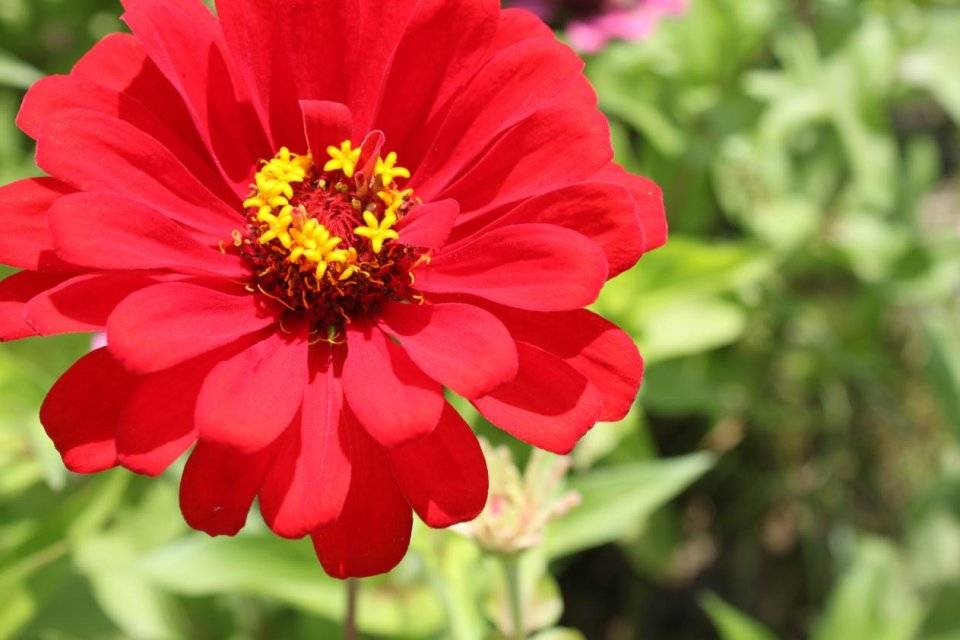 发现莲花山系列活动之花海篇免费长春莲花山遇见花的海