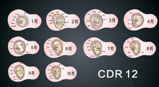 怀孕多少周怎么算？计算＂胎儿孕周＂的错误和正确方法,早了解