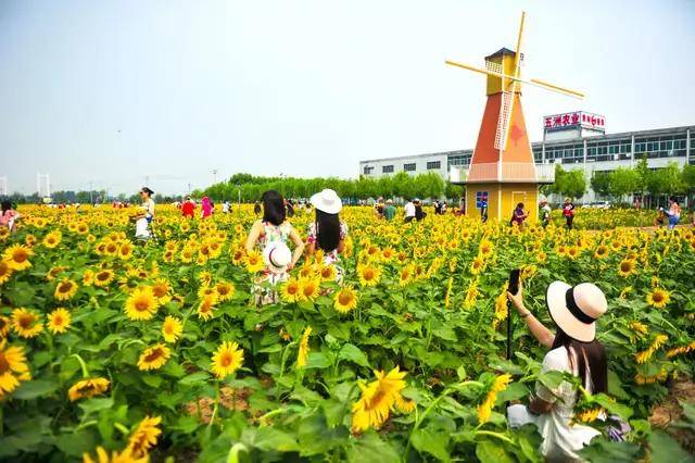 抓住夏天的尾巴!打卡黄河岸边这几处网红花海