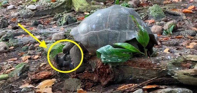 该视频内容进行了7分钟,在该视频中,巨型陆龟在不断地伸出头,靠近