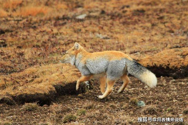 青藏线遇藏狐,一张大方脸,占旱獭窝不说,常跟在棕熊屁股后捡漏