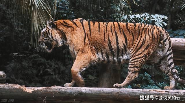 多种灭绝物种重现,其中一种已灭绝170年,华南虎会重现吗?