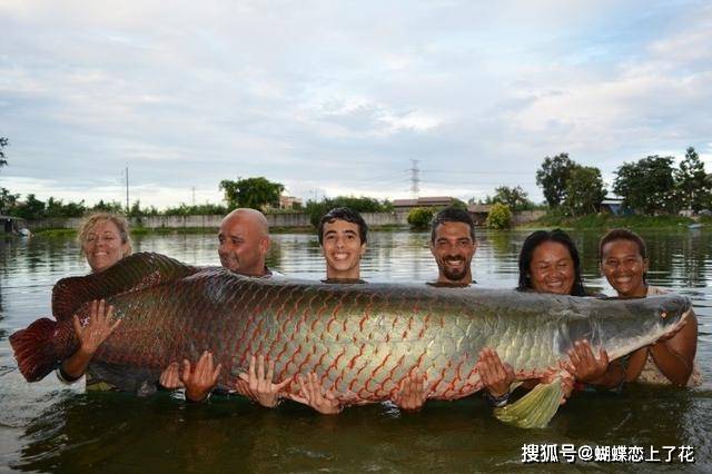 原创亚马逊河中霸主以鳄鱼食人鱼为食巨骨舌鱼有多强