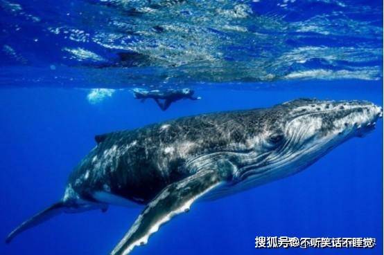 原创座头鲸是否吃人人被吞后居然奇迹生还为何经常打虎鲸