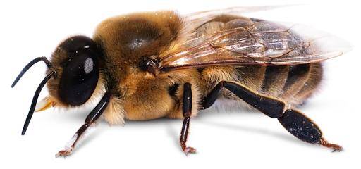 原创雄蜂交尾后死亡的原因是什么揭秘蜜蜂交尾过程的特别之处