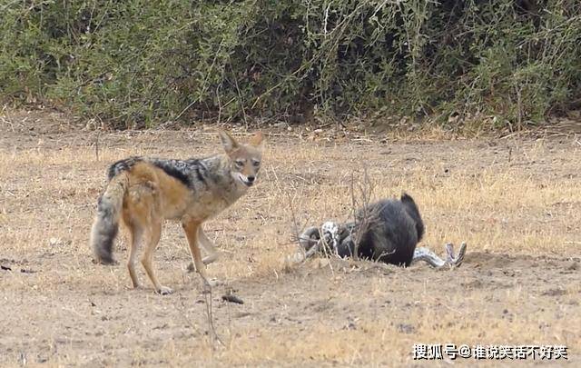 原创最大胆的动物蜜獾实力被严重高估平头哥无所畏惧的真正原因