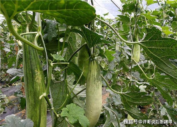 原创原是小众蔬菜2年前成网红果农民大量种植如今低价还遭嫌弃