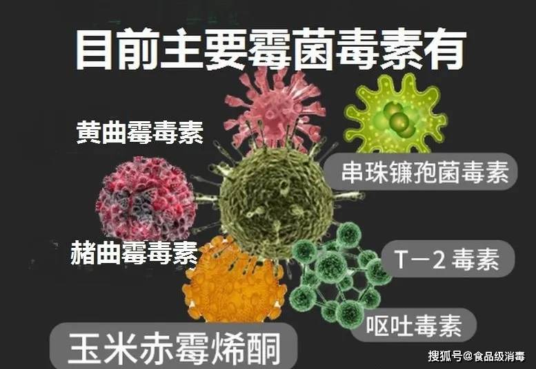 食品携带的真菌毒素危害及其防止措施