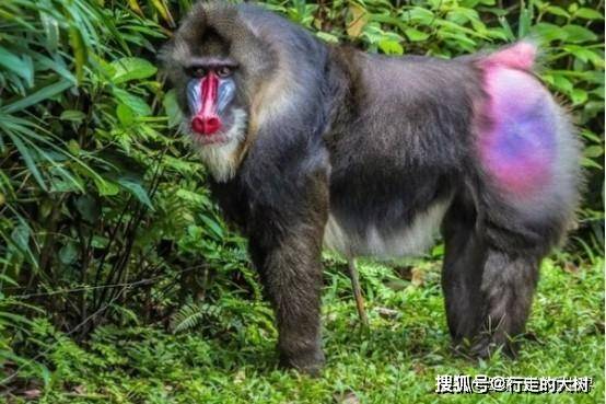 山魈为何比狼虎还可怕?山海经的传奇生物,现实中真的存在吗?