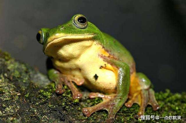 俄罗斯出现变异蛙,科学家呼吁保护蛙类生物,不然人类沦为变种人_青蛙