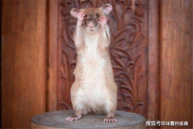 原创世界上最大的鼠类:会排雷,缉私,还会看病,被称为"英雄鼠"
